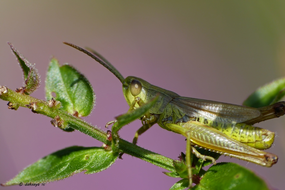 Groene sprinkhaan (2) - Geleedpotigen - 