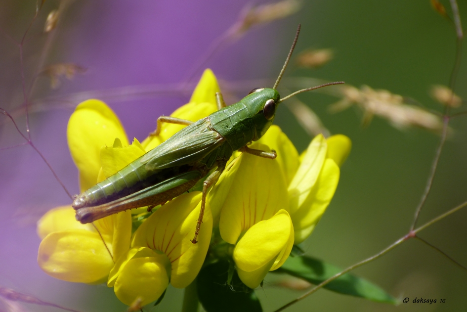 Groene sprinkhaan (3) - Geleedpotigen - 