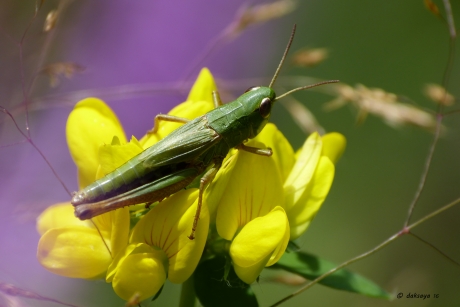 Groene sprinkhaan (3)