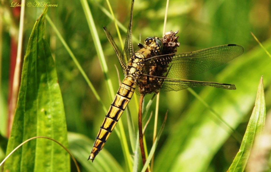 grote libelle - Geleedpotigen - 