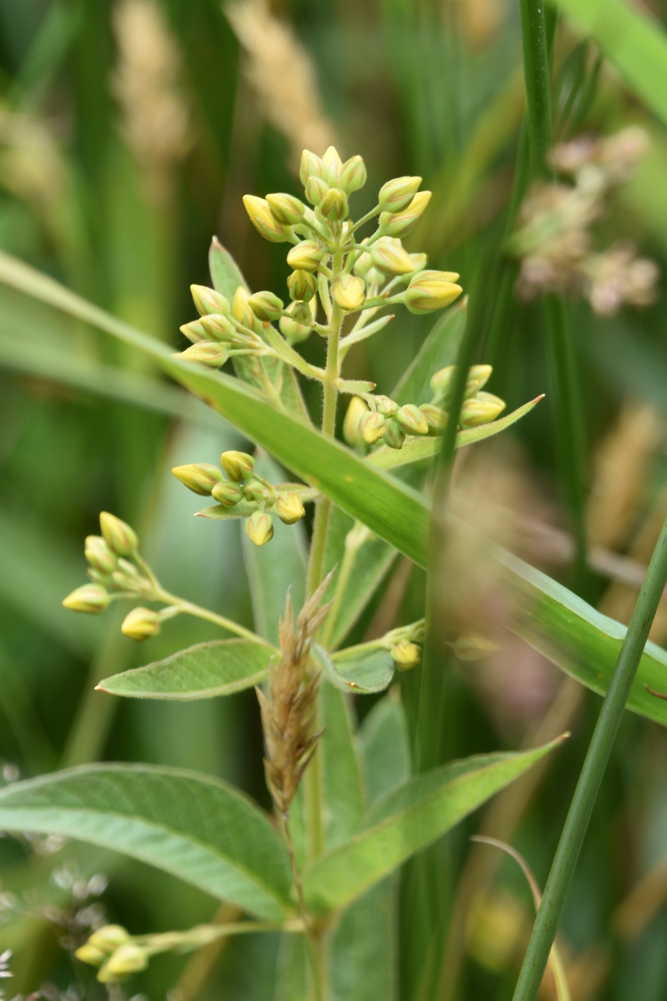 Grote Wederik - Planten - 