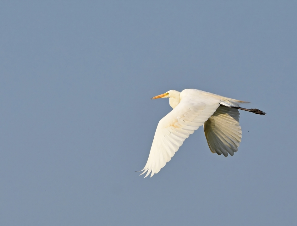 Grote Zilverreiger - Vogels - Grote Zilverreiger