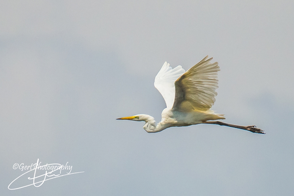 Grote Zilverreiger - Vogels - Grote Zilverreiger