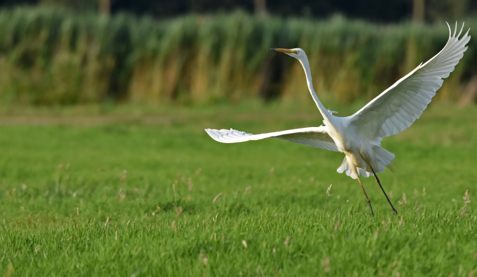 Grote Zilverreiger - Vogels - Grote Zilverreiger