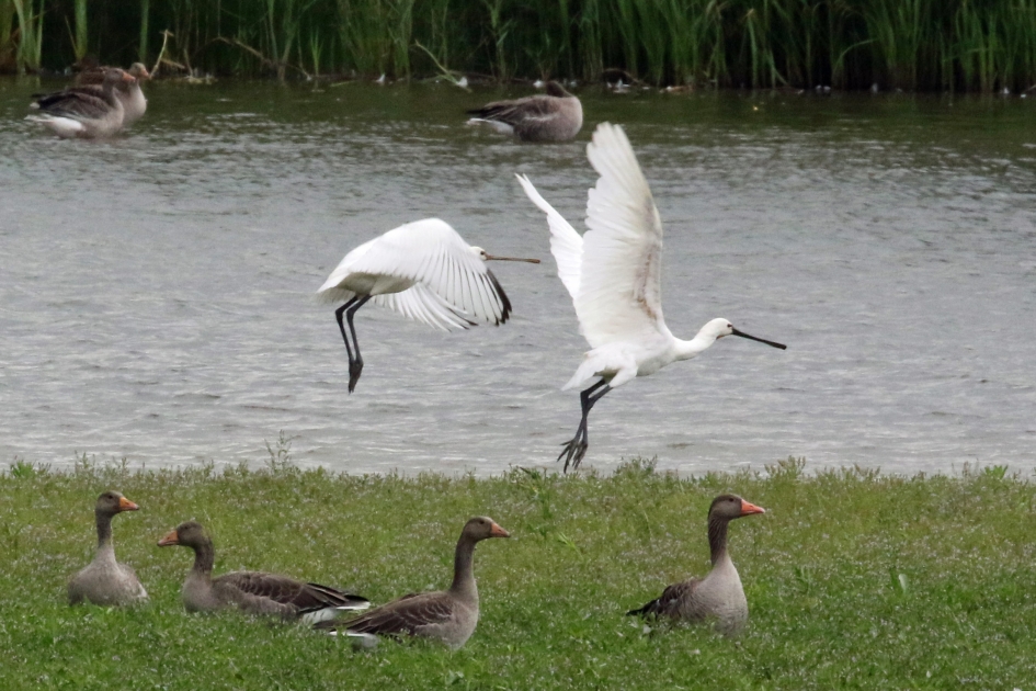 Haasje over? - Vogels - 