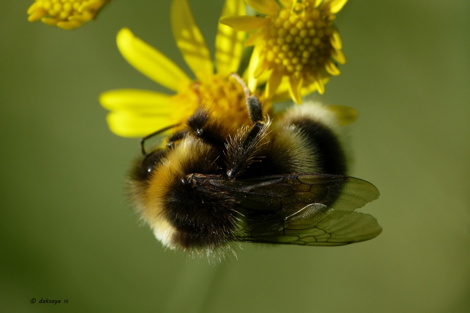 Hang-hommel - Geleedpotigen - 