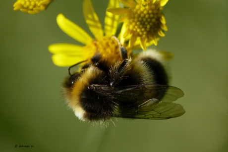 Hang-hommel
