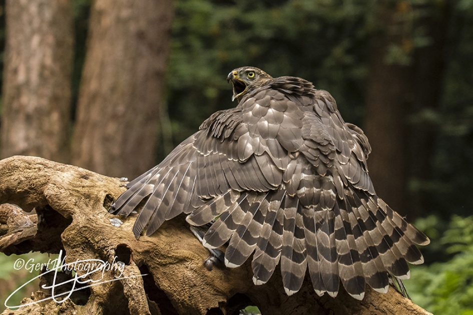 Havik op prooi - Vogels - Havik