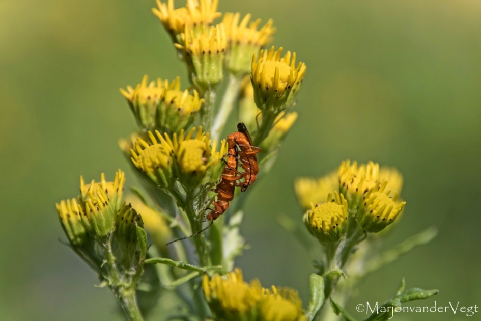 Heen en weer - Geleedpotigen - Soldaatjes