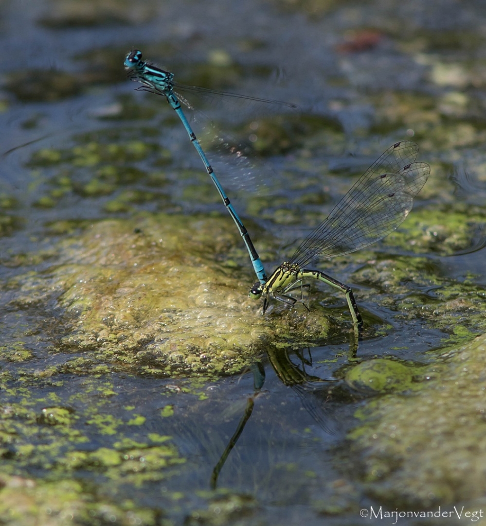 Helicopterview - Geleedpotigen - waterjuffers