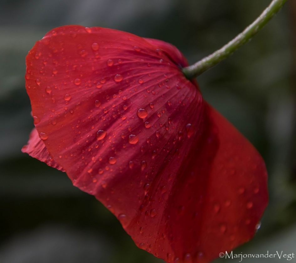 Hemelse tranen - Planten - klaproos