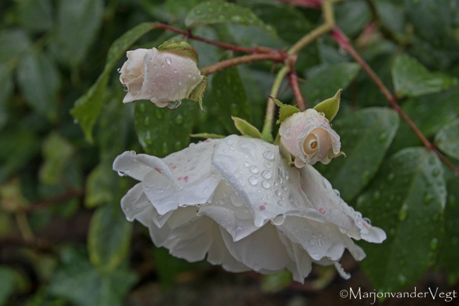 Hemelse tranen - Planten - rozen