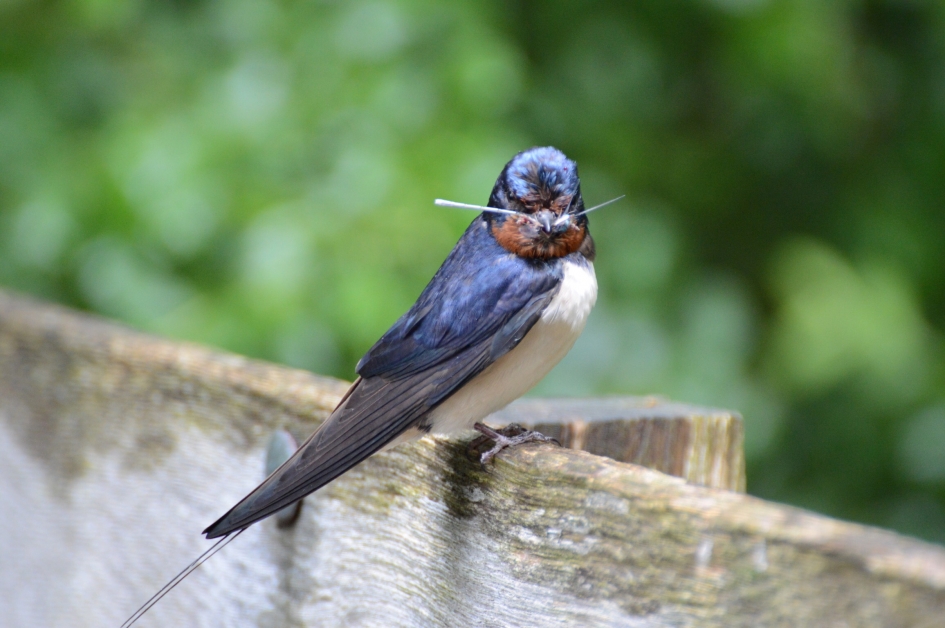 Het laatste nestje huiszwaluwen staat op punt van uitvliegen - Vogels - Huiszwaluw