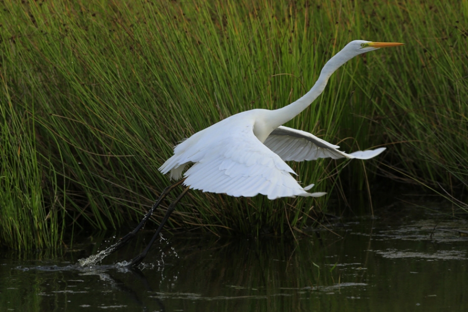 Het vertrek ... - Vogels - Grote Zilverreiger