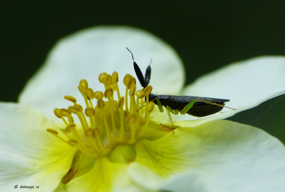 Heterotoma planicornis (2) - Geleedpotigen - 