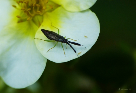 Heterotoma planicornis
