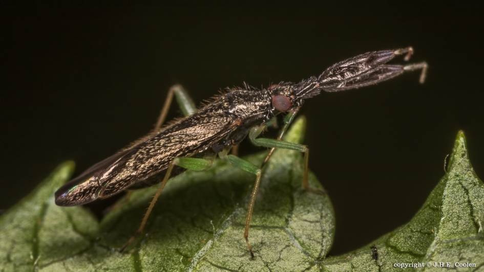 Heterotoma planicornis - Geleedpotigen - 