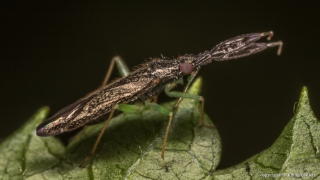 Heterotoma planicornis