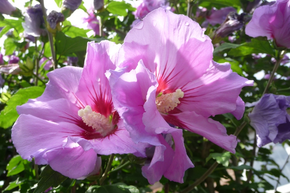 Hibiscus - Planten - 