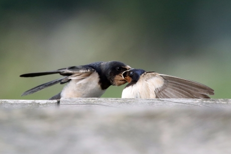 Hoe ver moet je gaan?