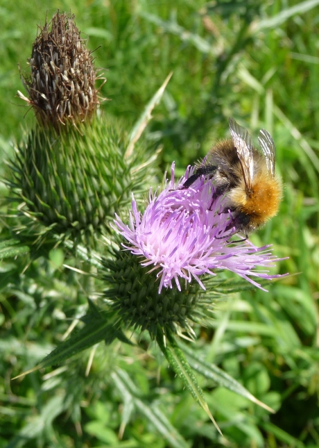 Hommel op distel