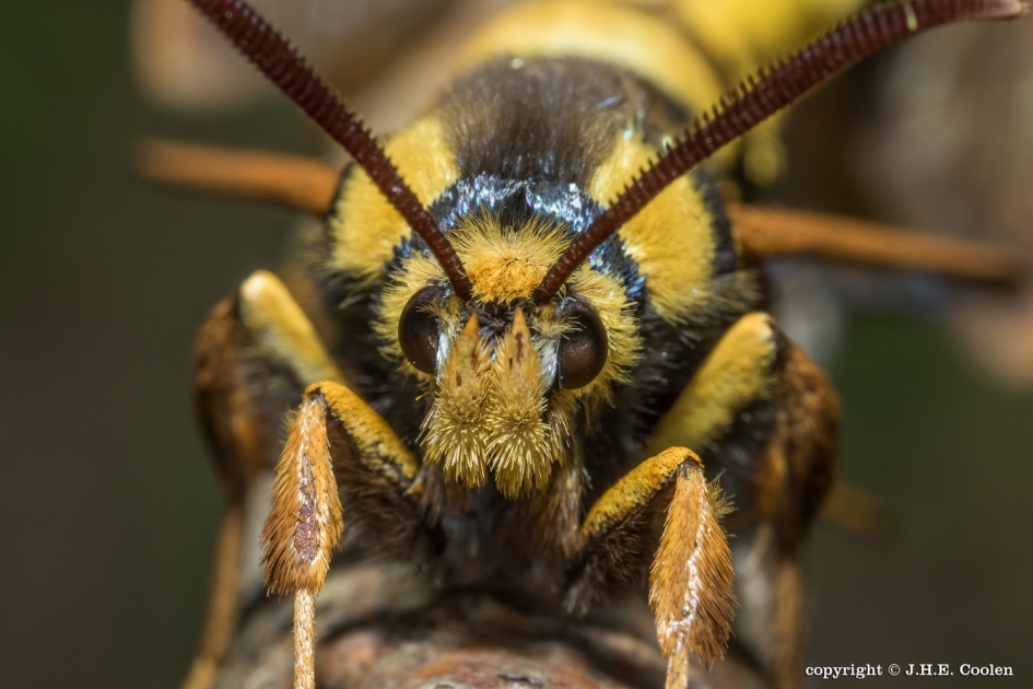 Hoornaarvlinder - Geleedpotigen - hoornaarvlinder