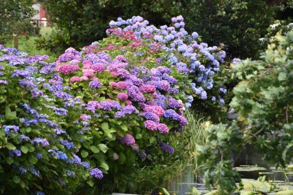 Hortensias - Planten - 