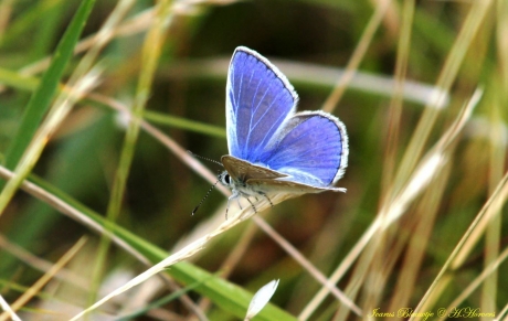 Icarus blauwtje