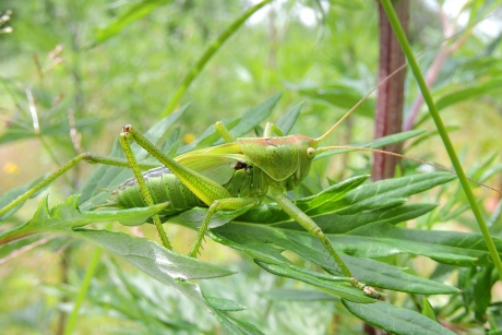In een groen groen knollenknollenland