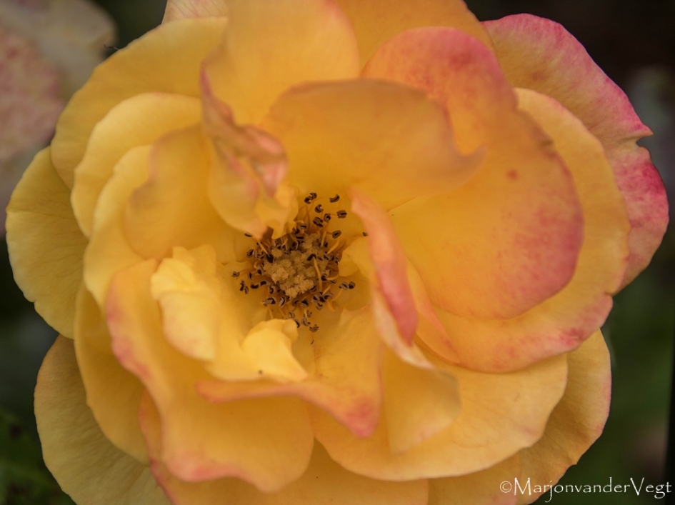 Inkijkje - Planten - Roos