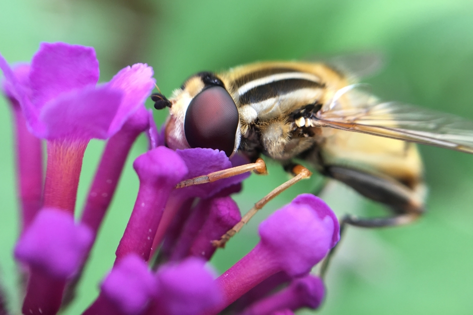 insect - Geleedpotigen - 