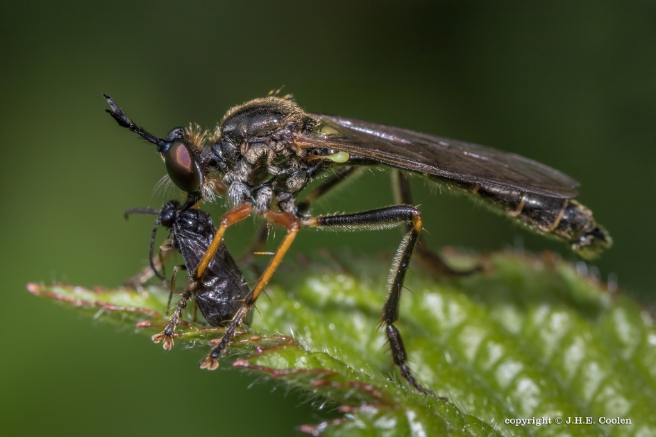 Jager en prooi - Geleedpotigen - Bladjager