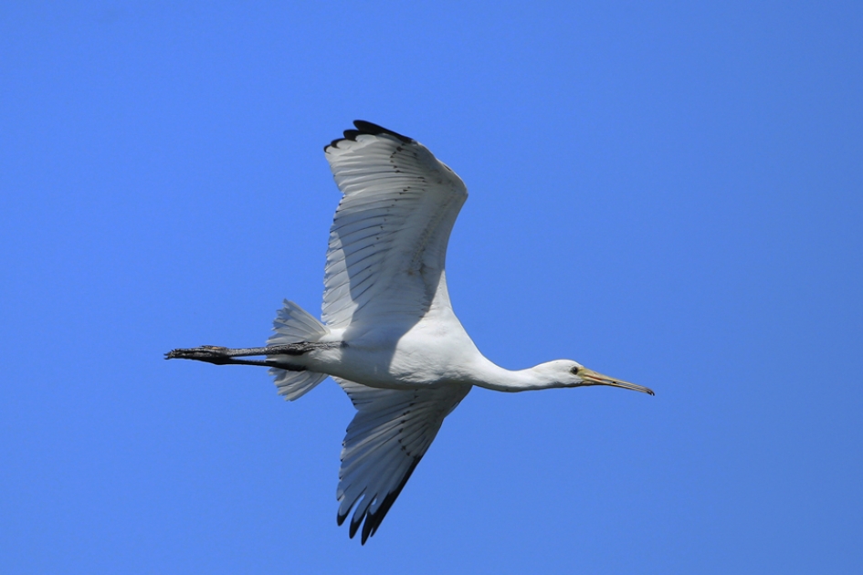 Jong en (ge)wild ... - Vogels - Lepelaar