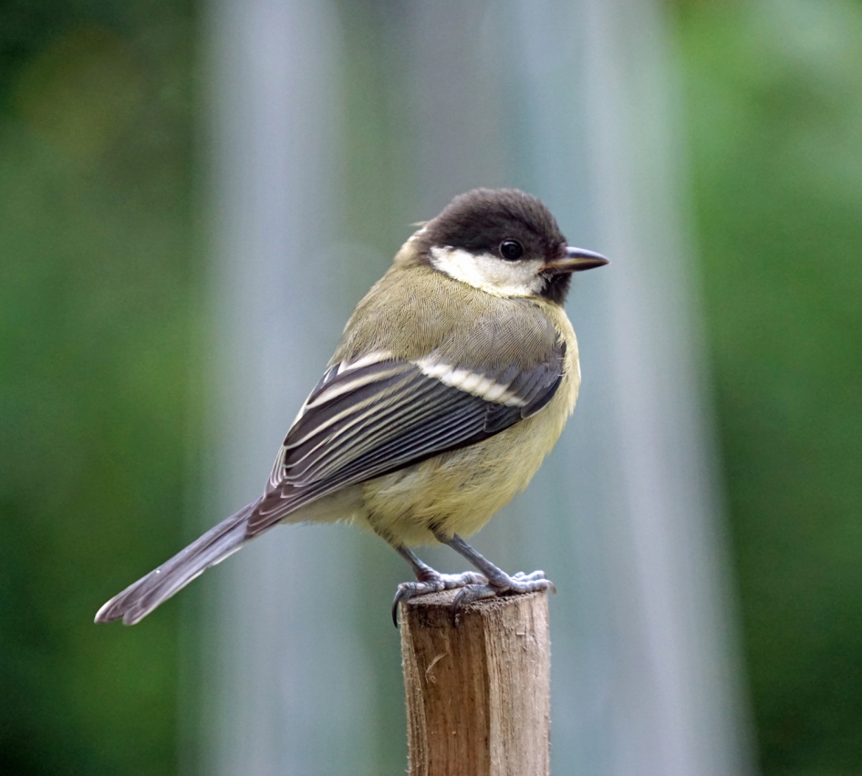 Jong meesje voor het keukenraam - Vogels - 