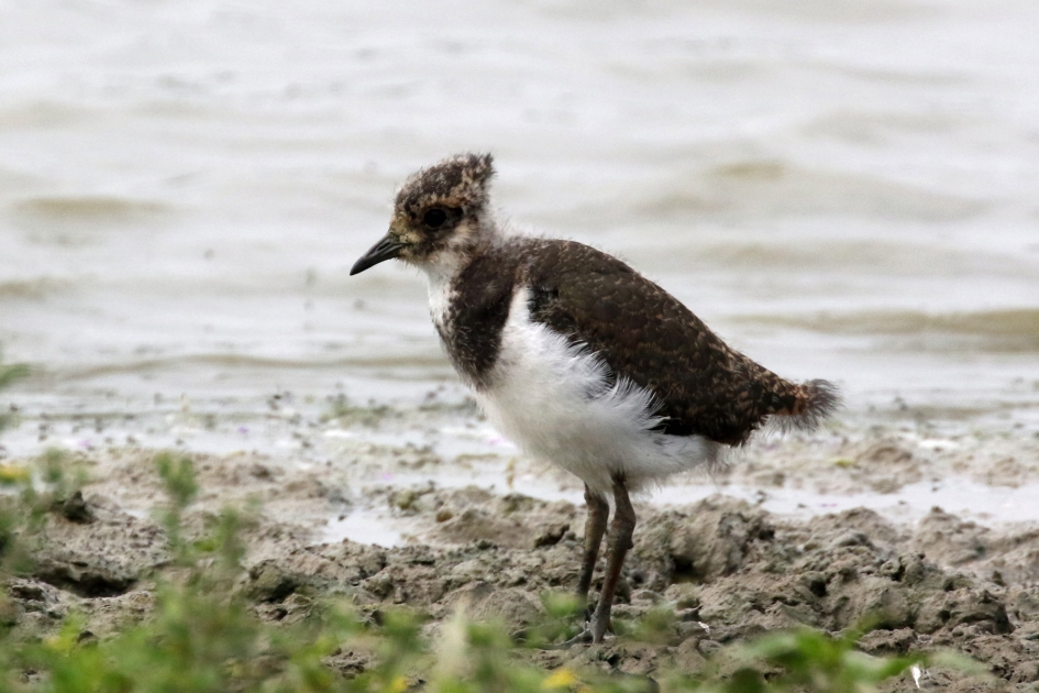 Jonge kievit - Vogels - 