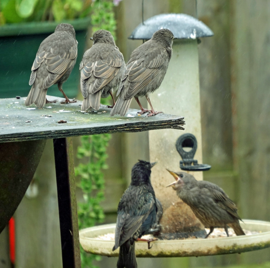 Jonge spreeuwen en een vermoeide moeder - Vogels - spreeuw