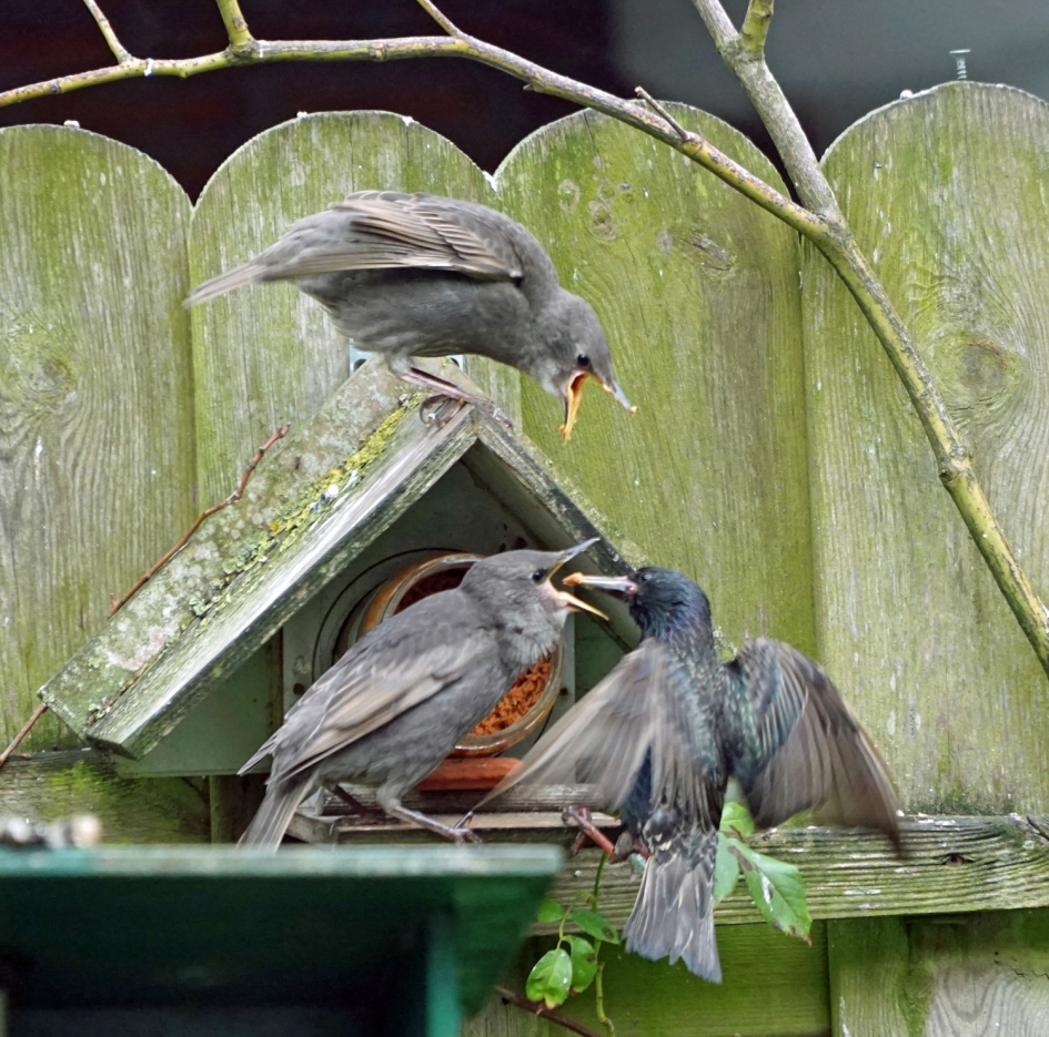 jonge spreeuwen en uitgeputte moeder - Vogels - spreeuw