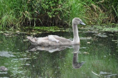 Jonge zwaan