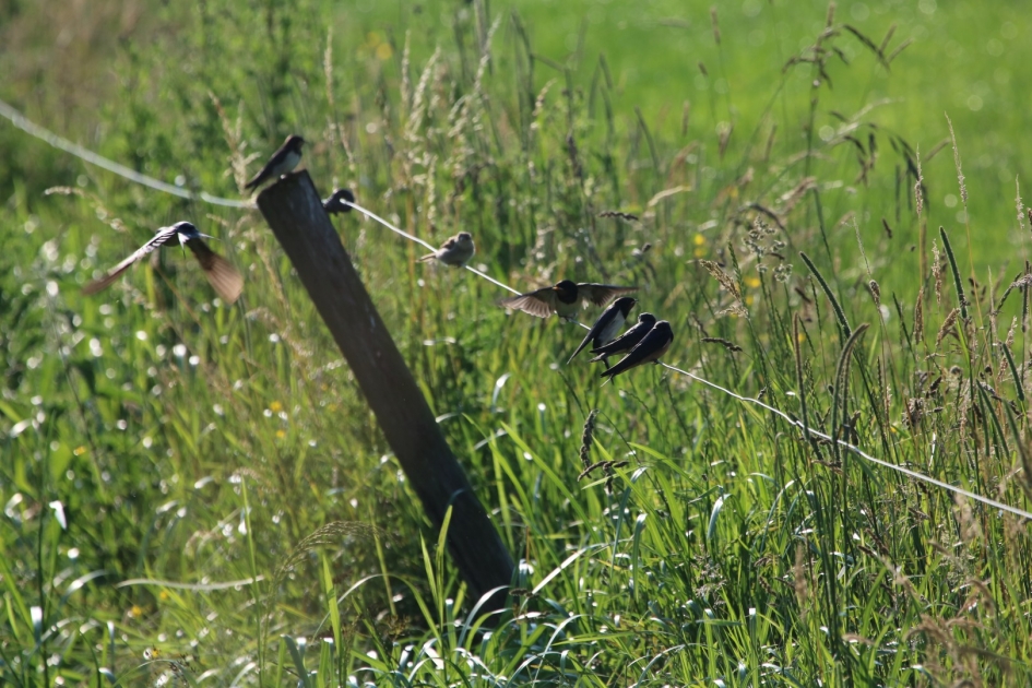 Jonge zwaluwen worden gevoerd - Vogels - 