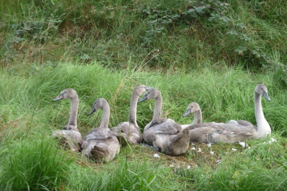 Jonge zwanen - Vogels - 