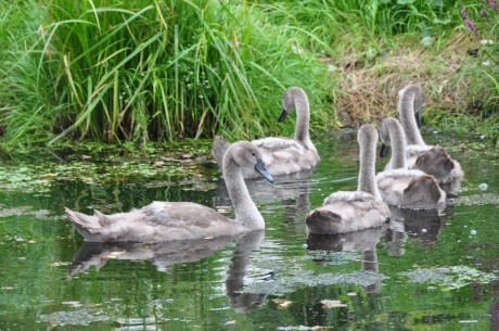 Jonge zwanen