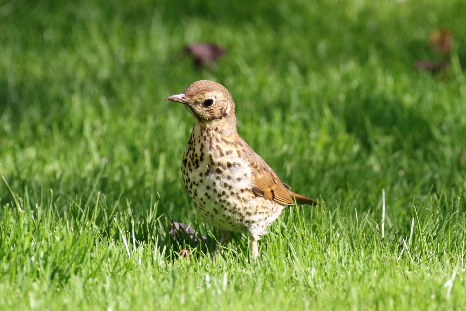 Jonkie (2) - Vogels - 