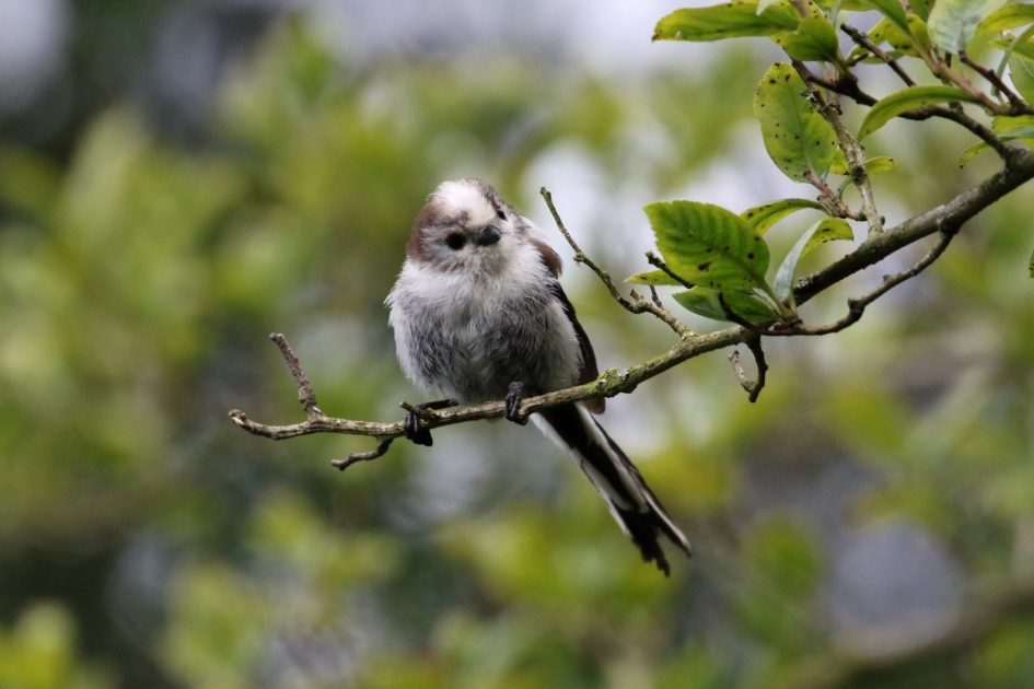 Jonkie (3) - Vogels - 