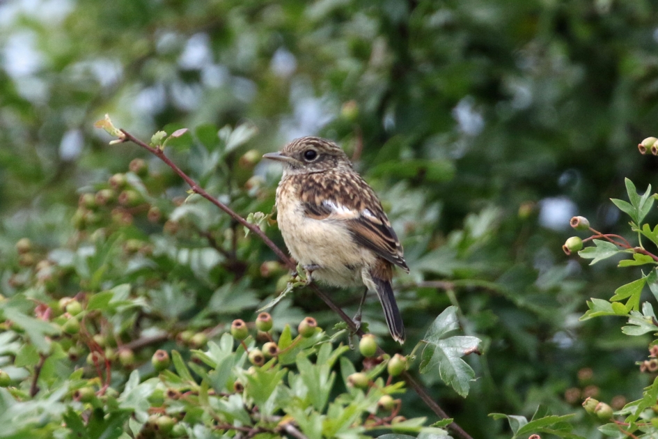 Jonkie (4) - Vogels - 