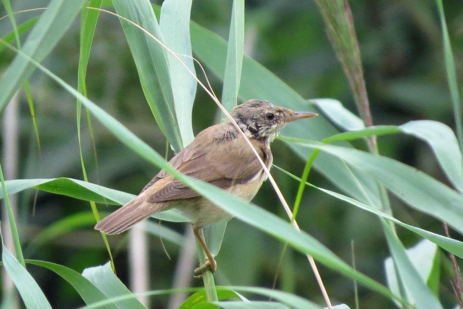 Juveniele kleine karekiet - Vogels - 