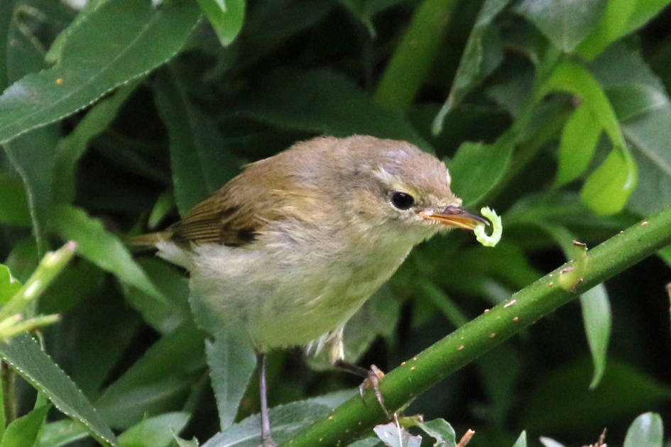Altijd lekker zo'n wormpje - Vogels - 