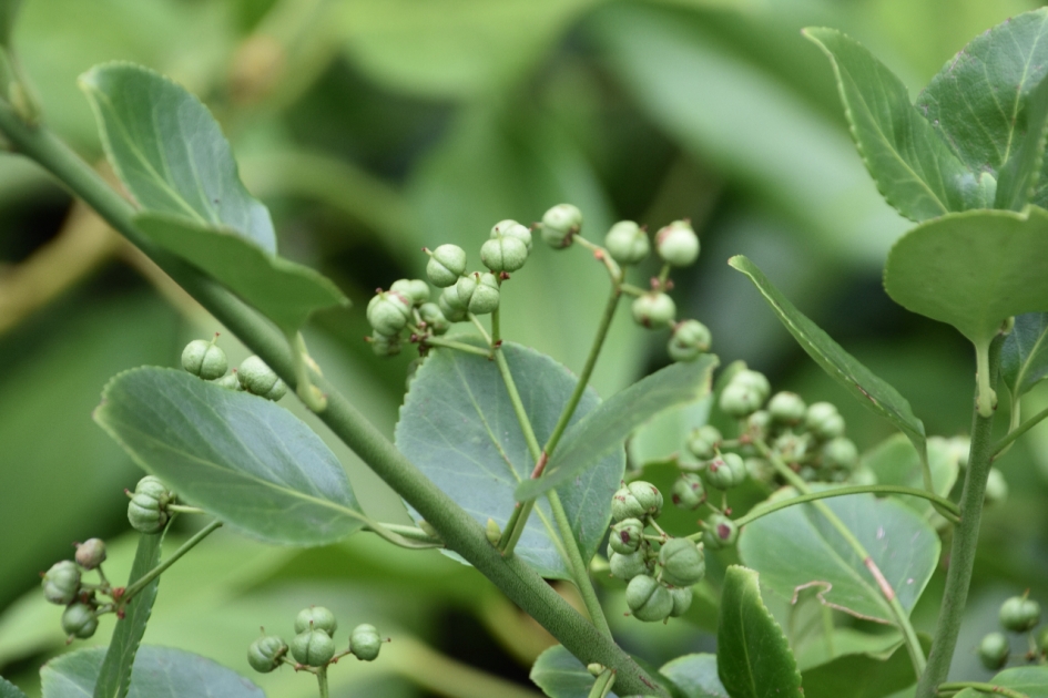 Kardinaalsmuts - Planten - 