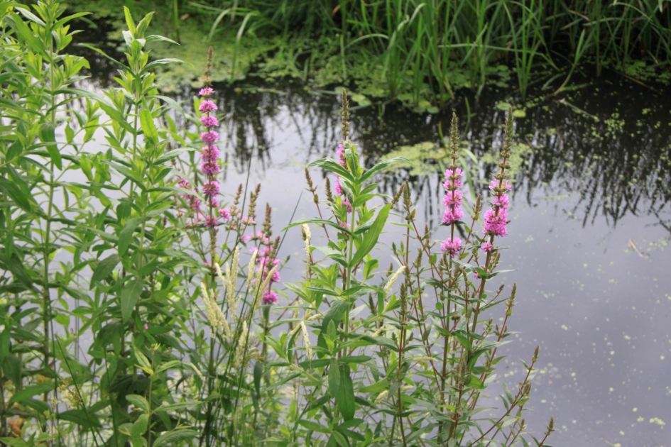 Kattestaarten - Planten - 