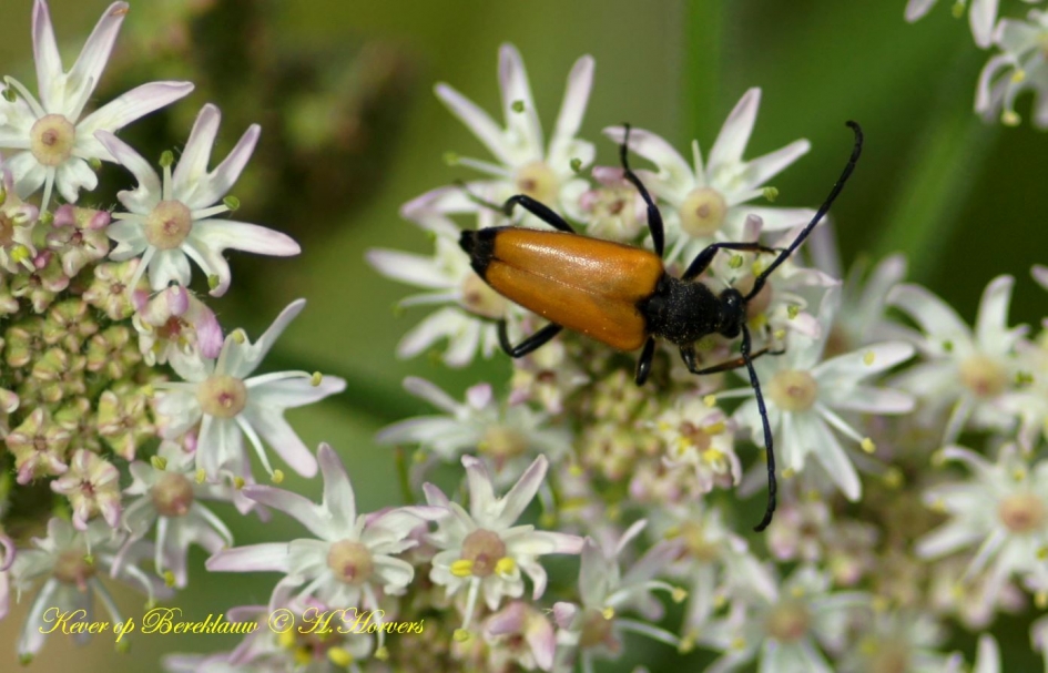 kever op bereklauw - Geleedpotigen - 