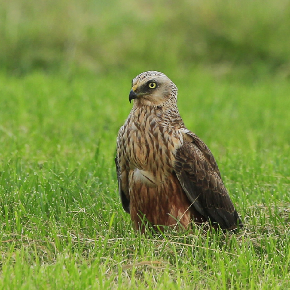 Kiek in 't groen - Vogels - Bruine Kiekendief